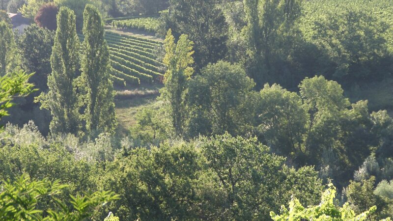 Vignobles de Champagne et lac d'Orient dans l'Aube
