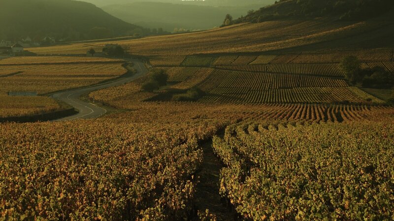 Vignobles de la côte de Nuits en Côte-d'Or
