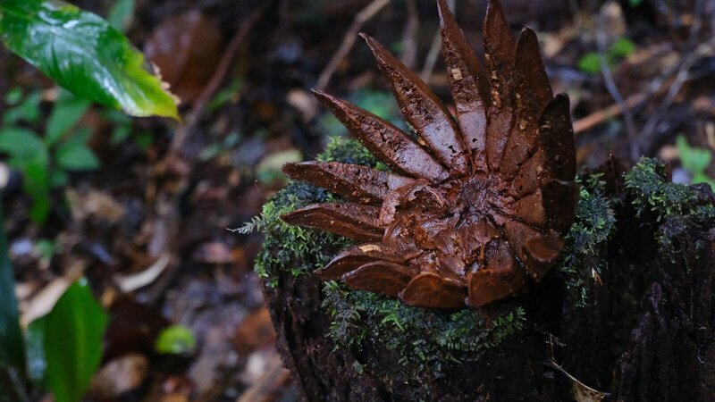 Forêt amazonienne et fleuve Maroni en Guyane