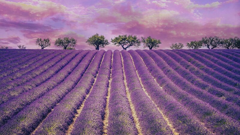 Mont Ventoux et champs de lavande du Vaucluse