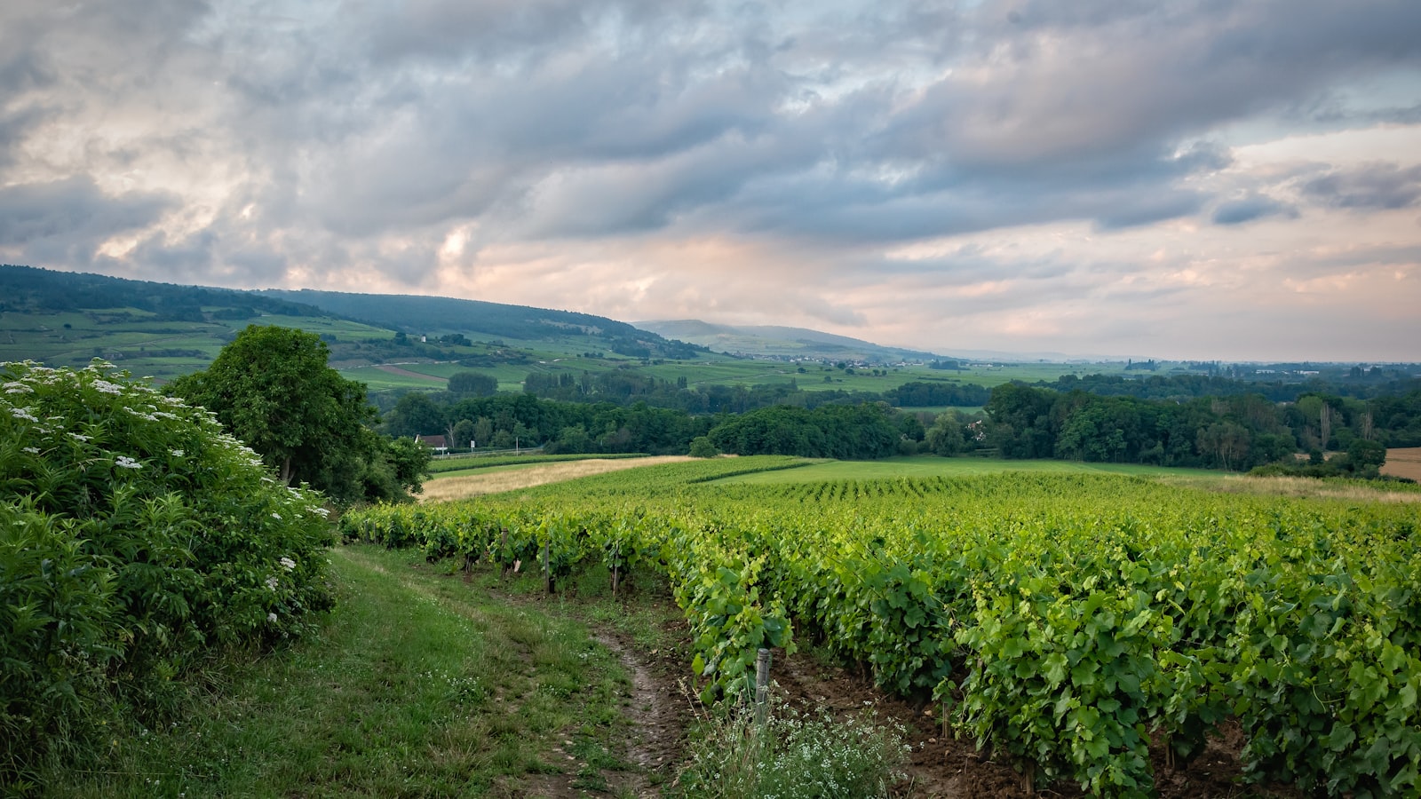 Vignobles bourguignons en Bourgogne-Franche-Comté