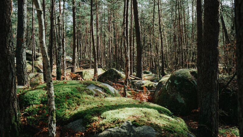 Rochers de grès en forêt de Fontainebleau en Île-de-France