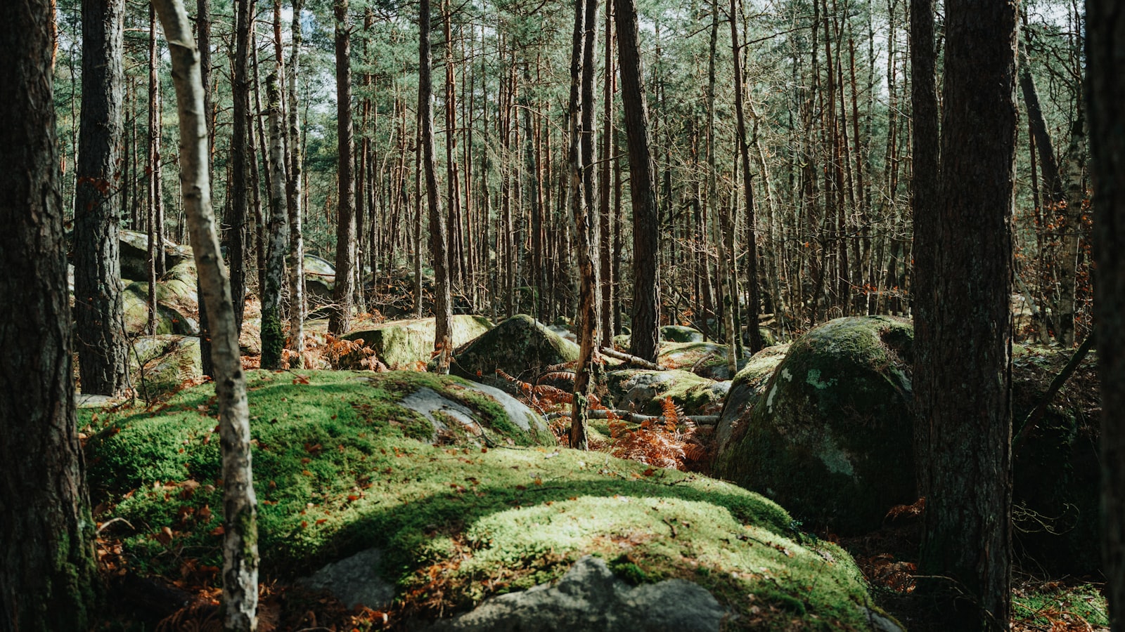 Rochers de grès en forêt de Fontainebleau en Île-de-France